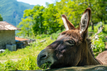 Fototapeta premium donkey close up, foal Equus asinus, Equus africanus asinus, rustic scene with donkey feeding on fresh pasture on sunny day, Farm Animal Portrait