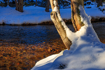 Watercourse in the Pyrenees Orientales mountains in France. Fir forest, rock and tree trunk under the snow.
