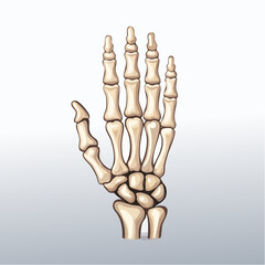 Human hand skeleton anatomical bone structure
