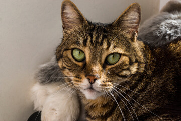 close up portrait of a cat