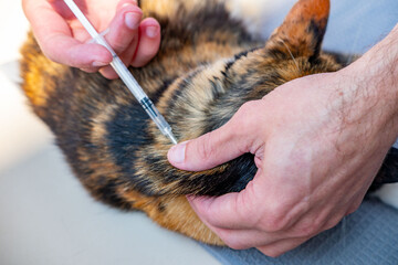 Veterinarian doctor treating domestic cat, giving injection and implanting microchip under scruff, professional pet care, health check-up, vaccination, pet care and routine veterinary examination