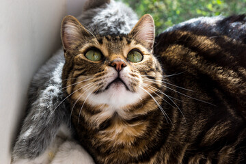 close up portrait of a cat