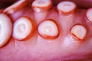 Marine cephalopod, Octopus tentacle macro, slimy surface, raw seafood, close-up texture, marine...