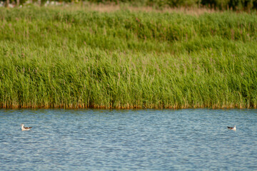 Two birds on calm lake water with reedy shoreline in natural environment.