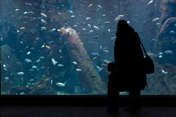 Silhouette of visitor watching school of tropical fish swimming in large oceanarium aquarium tank with rocks. Concept of marine life observation, aquarium tourism, underwater world exploration.