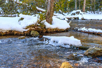 Watercourse in the Pyrenees Orientales mountains in France. Fir forest, rock and tree trunk under the snow.
