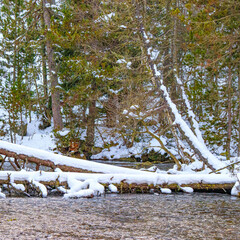 Watercourse in the Pyrenees Orientales mountains in France. Fir forest, rock and tree trunk under the snow.
