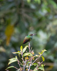 red headed bee eater