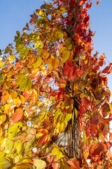 Climbing plant with red, orange, and yellow autumn leaves against blue sky. Natural seasonal background with bright foliage and branches. Fall season and nature concept for design