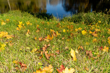 Obraz premium Yellow leaves on the grass in the forest, autumn.