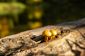 Two mushrooms on a log against the background of a lake.