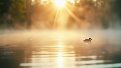 Duck swims on misty lake at sunrise.