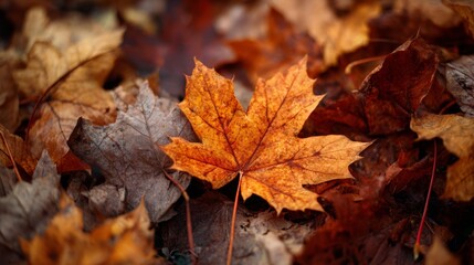 orange leaves of autumn trees on the ground