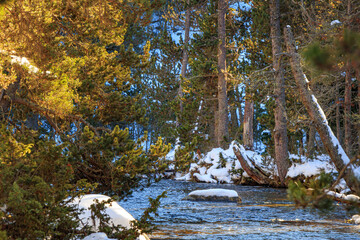 Watercourse in the Pyrenees Orientales mountains in France. Fir forest, rock and tree trunk under the snow.
