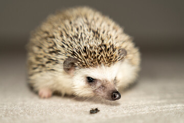 African pygmy hedgehog on a light background.