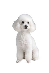 Obraz premium A white poodle with fluffy fur is sitting upright on a plain white background, looking cute and well-groomed.