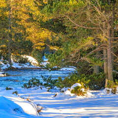 Watercourse in the Pyrenees Orientales mountains in France. Fir forest, rock and tree trunk under the snow.
