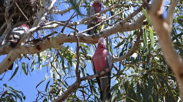 flock of pink Galahs, Eolophus roseicapilla, pink and grey cockatoo sitting in a Eucalypt tree in Exmouth near Ningaloo reef, a popular travel destination in West Australia.