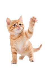 An adorable orange tabby kitten is seen playfully raising its front paw against a white background.