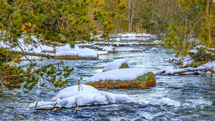 Watercourse in the Pyrenees Orientales mountains in France. Fir forest, rock and tree trunk under the snow.
