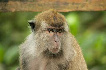 Portrait of macaque monkey	
