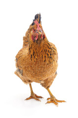 Brown chicken close up on white background.