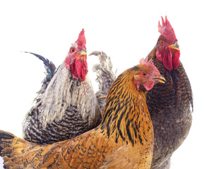 Two roosters and one hen isolated on white background.
