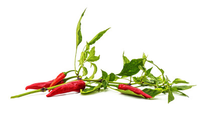 Bitter capsicum stalk with leaves.