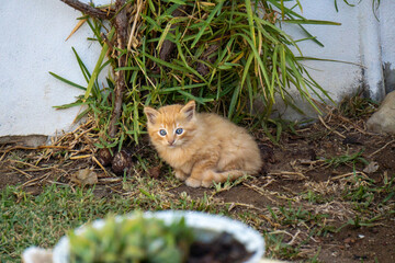 Adorable small ginger kitten with blue eyes sitting in a garden.