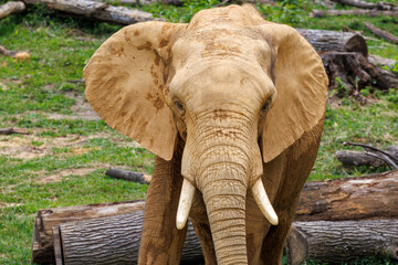 African Elephant browsing at a zoo in Alabama. The African Elephant can live up to 60 years but...