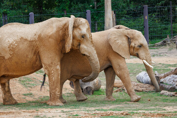 African Elephant browsing at a zoo in Alabama. The African Elephant can live up to 60 years but...