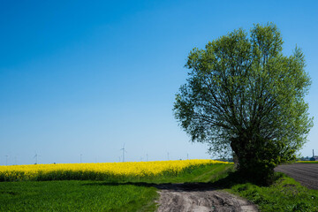 rzepak  © Pawel
