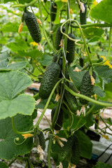 Uprawa og&oacute;rka