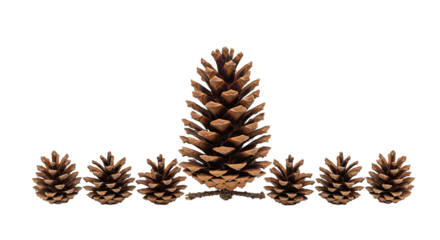 A large pine cone stands tall surrounded by smaller pine cones in a row.