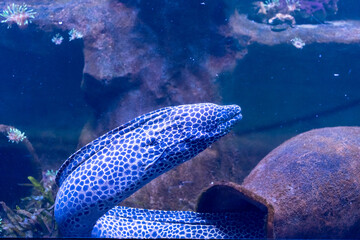 Close-up view of spotted moray eel swimming underwater in blue aquarium light. Concept of marine wildlife, underwater photography, sea life diversity and beauty of exotic ocean creatures in captivity.