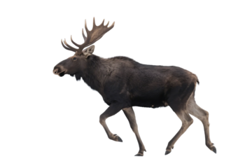 A moose with prominent antlers is seen moving in a natural environment, showcasing its majestic form.