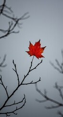 Last Leaf of Autumn A Single Maple Leaf on a Bare Branch