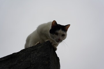 Gato Ensima do Muro - Felinos - Animais