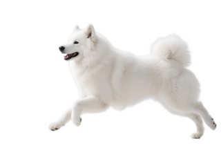 A Samoyed dog is seen running with a joyful expression, showcasing its white fur and energetic movement.