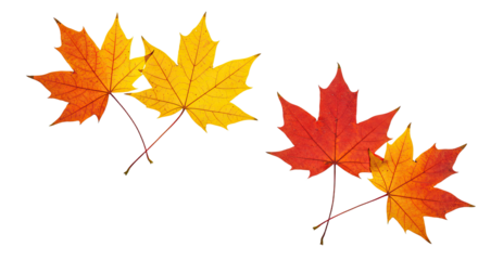 Autumn Maple Leaves in Vibrant Colors Isolated on White Background.