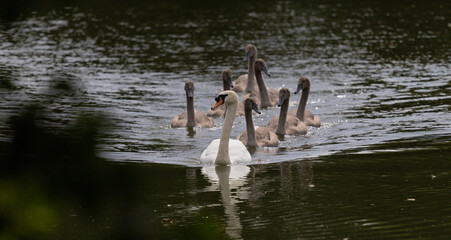 Swan Swimming with Seven Cygnets