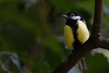 Obraz premium Coal Tit Perched on a Branch
