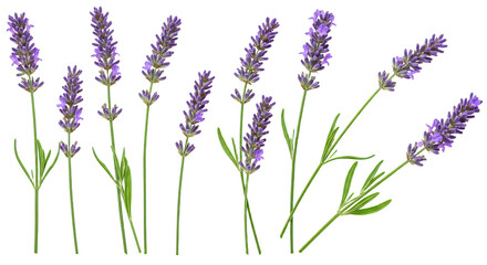 Naklejka premium Beautiful Lavender Stems with Green Leaves on White Background.