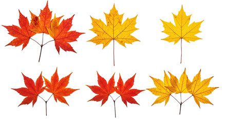 Fototapeta premium Collection of Autumn Maple Leaves in Red and Yellow Hues 1.