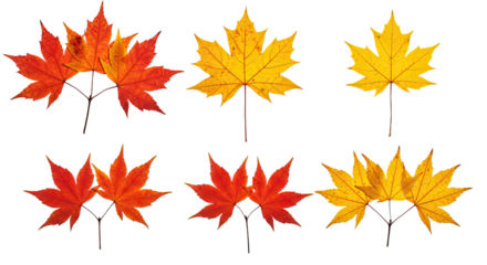 Collection of Autumn Maple Leaves in Red and Yellow Hues 1.