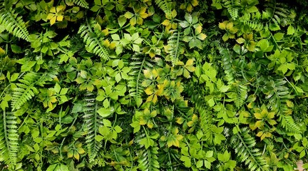 Artificial green plants with bright leaves forming dense wall texture