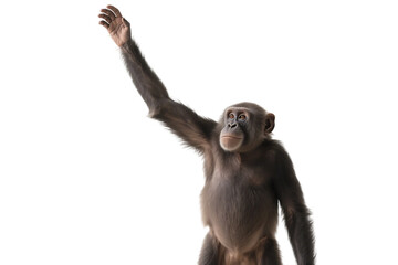 A chimpanzee is seen raising its hand against a plain white background, showcasing its primate features.