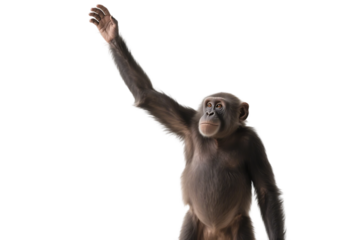 A chimpanzee is seen raising its hand against a plain white background, showcasing its primate features.