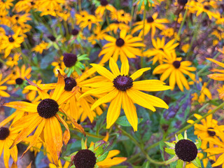 Black-eyed Susan (Rudbeckia hirta)flowers in the garden