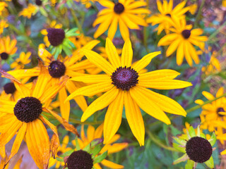 Black-eyed Susan (Rudbeckia hirta)flowers in the garden